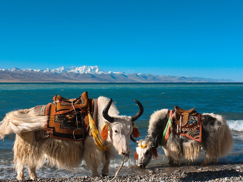 Tibet Tour Costs: Budgeting For Your Journey Lhasa To Namtso Lake Cycling Tour: A Journey Through Scenic Wonders 3