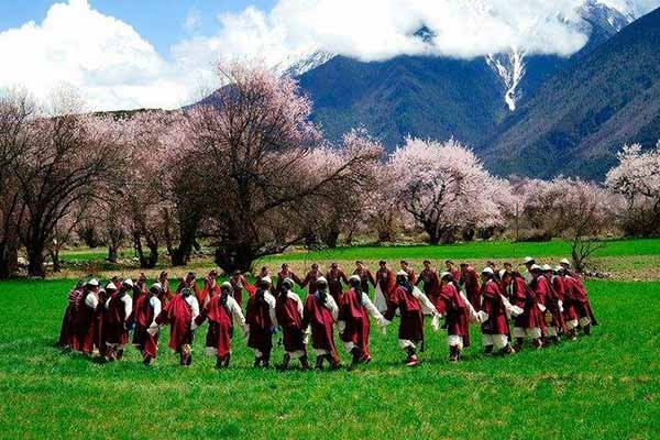 Springtime Splendor: The Nyingchi Peach Blossom Festival Tour 3