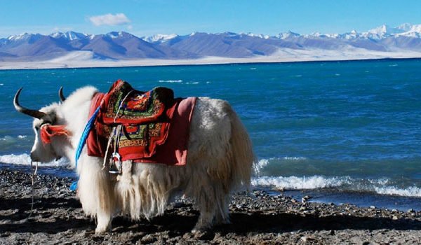 Pilgrimage Of A Lifetime: Lhasa, Kailash, And Manasarovar Tour 4